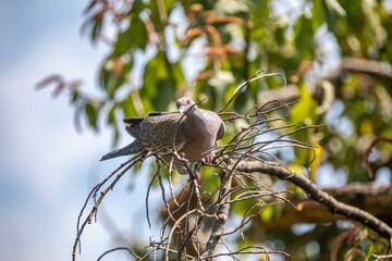 The white-winged dove (Patagioenas picazuro) is a colombid bird endemic to South America, found in Brazil, from the northeast to the south, in Paraguay, Uruguay, Bolivia and Argentina.