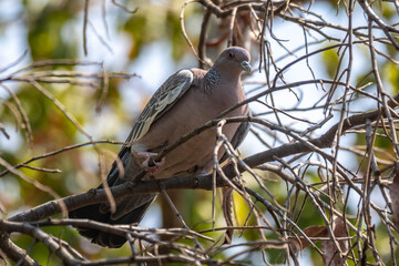 The white-winged dove (Patagioenas picazuro) is a colombid bird endemic to South America, found in Brazil, from the northeast to the south, in Paraguay, Uruguay, Bolivia and Argentina.