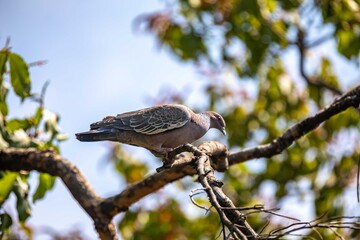 The white-winged dove (Patagioenas picazuro) is a colombid bird endemic to South America, found in Brazil, from the northeast to the south, in Paraguay, Uruguay, Bolivia and Argentina.