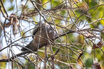 The white-winged dove (Patagioenas picazuro) is a colombid bird endemic to South America, found in Brazil, from the northeast to the south, in Paraguay, Uruguay, Bolivia and Argentina.