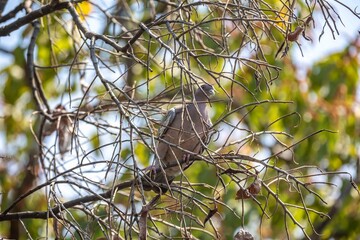 The white-winged dove (Patagioenas picazuro) is a colombid bird endemic to South America, found in Brazil, from the northeast to the south, in Paraguay, Uruguay, Bolivia and Argentina.
