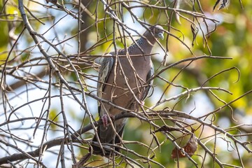 The white-winged dove (Patagioenas picazuro) is a colombid bird endemic to South America, found in Brazil, from the northeast to the south, in Paraguay, Uruguay, Bolivia and Argentina.