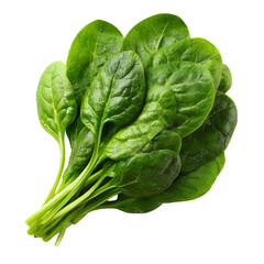 Obraz premium Fresh spinach leaves bunch (1)