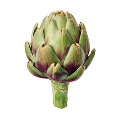 Fototapeta premium Fresh artichoke head, vibrant green and purple