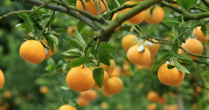 A scene of abundant harvest, with citrus fruits accumulating in the orchard