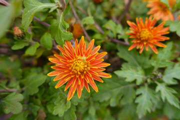 Vibrant orange flowers of two Chrysanthemums in November