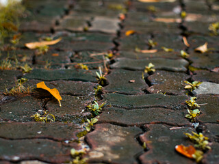 Autumn Curved Brick Pathway Background - Winding Stone Walkway Design for Creative.