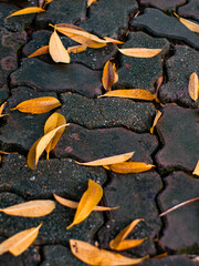Golden Autumn Leaves on Curved Stone Pavement Background - Seasonal Design Template for Creative Projects.