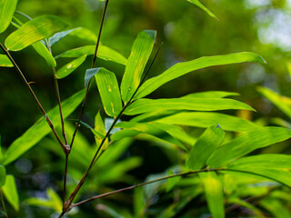 Lush Green Bamboo Leaves Swaying in Tropical Forest - Fresh Young Bamboo Foliage Moving Gently in Natural Garden Breeze