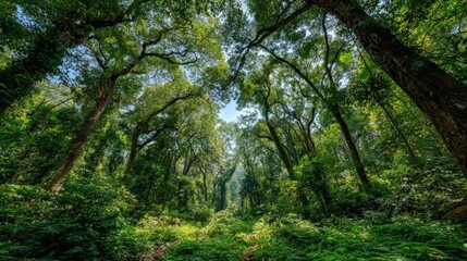 Wide-angle view of a lush forest, sunlight filtering through the trees, alive with wildlife