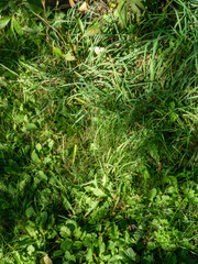 Lush Green Grass and Plant Texture