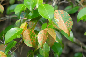 Brown leaf spots due to lack of chlorophyll. Ecological and environmental concepts. For graphic design, 3D rendering and banner backgrounds