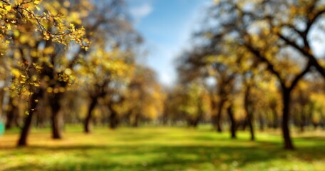 Fototapeta premium A serene park scene with blurred autumn trees adorned with golden leaves, against a soft blue sky, and a green meadow