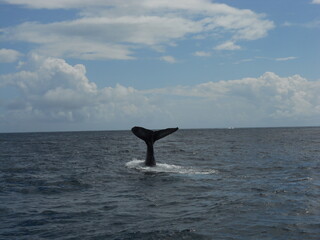 Humpback whale tail