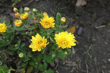 Buds and half open yellow flowers of Chrysanthemums in September