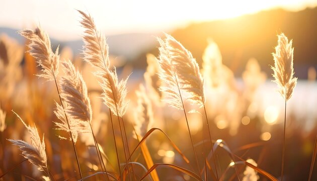 Golden reeds at sunset