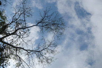 Low angle view of tall, dry tree branches against a blue sky background. Ecological and environmental concept. For graphic design, 3D rendering and banner background