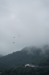 Obraz premium fog in the fog