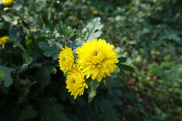 Cluster of three yellow flowers of Chrysanthemums in mid October