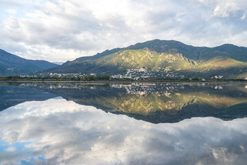 Flamingoes at dawn pastel colors in middle of water pond Biguglia in Corsica near Bastia Tall grasses on the background