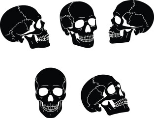 Human skull anatomy illustration, black and white bone structure drawing, detailed cranium study, medical and forensic reference, vintage scientific engraving style