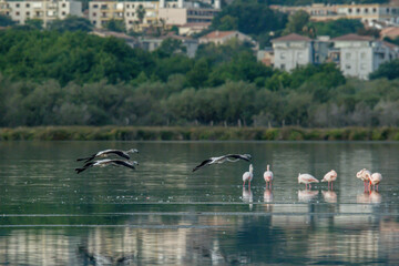 flying Flamingo at dawn pastel colors in middle of water pond Biguglia Corsica near Bastia Tall grasses on background