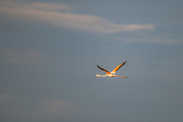 flying Flamingo at dawn pastel colors in middle of water pond Biguglia Corsica near Bastia Tall grasses on background