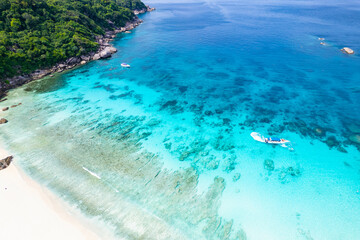 Fototapeta premium Aerial view of the dark green forest and the sea. Natural ecosystems of forests and oceans. concept of natural forest conservation 