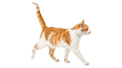 Beautiful, lively red and white cat on a transparent background.