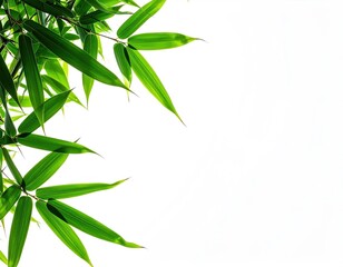 Obraz premium Close-up on bright green bamboo leaves against a stark white background, showcasing nature's elegance and light