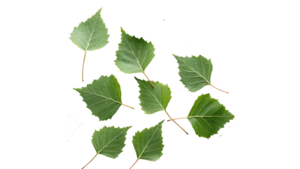 vibrant green leaves of birch isolated on transparent background