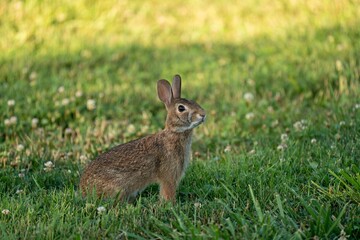 Wild Rabbit in Grassy Field