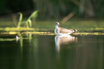 Solitary sandpiper wading in calm water.