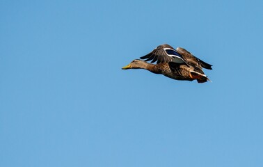 Duck in Flight Against Blue Sky
