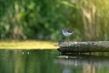 Solitary bird on log in tranquil pond.