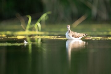 Solitary Sandpiper in Tranquil Pond