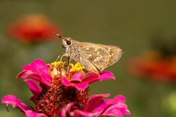 Butterfly on Pink Flower