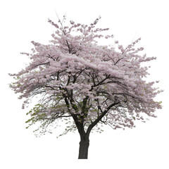 Obraz premium Beautiful blooming cherry blossom tree with delicate pink flowers isolated on transparent 2