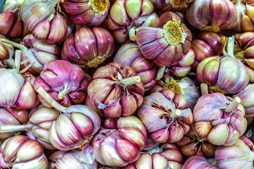 Purple garlic at the market