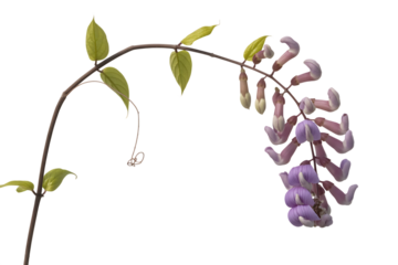 Delicate arching stem with pink and yellow bleeding heart flowers isolated on transparent background