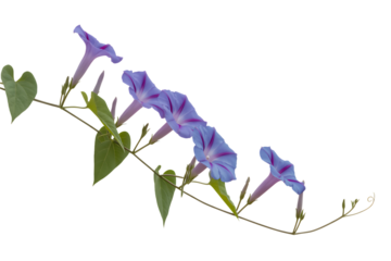 Delicate blue morning glory flowers blooming on a vine isolated on transparent background4