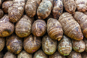 Yam is a tuber whose scientific name is Dioscorea Alata