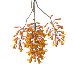 Delicate cluster of small orange orchid flowers hanging from thin stems isolated on transparent background