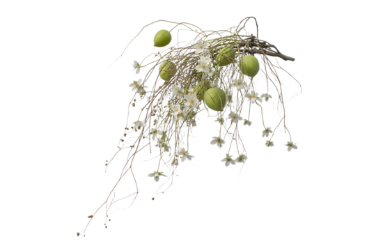 Delicate floral arrangement with green seed pods and white blossoms isolated on transparent background - Powered by Adobe