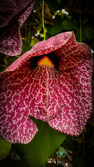 Close-up of a birthwort (Aristolochia), shot in a greenhouse in Germany