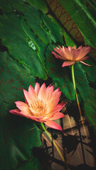 Close-up of a pink Nymphaea in water. Shot in an European botanic garden.