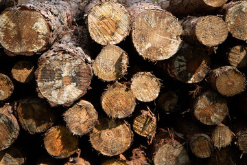 Bale drewna w lesie 2