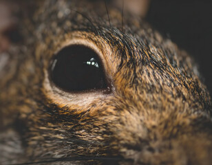 Squirrel eyes, close up