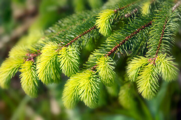 Fichten (Picea) Zweig mit hellgrünen Fichtennadeln