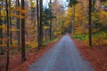 Obraz premium Laubwald mit Weg im Herbst